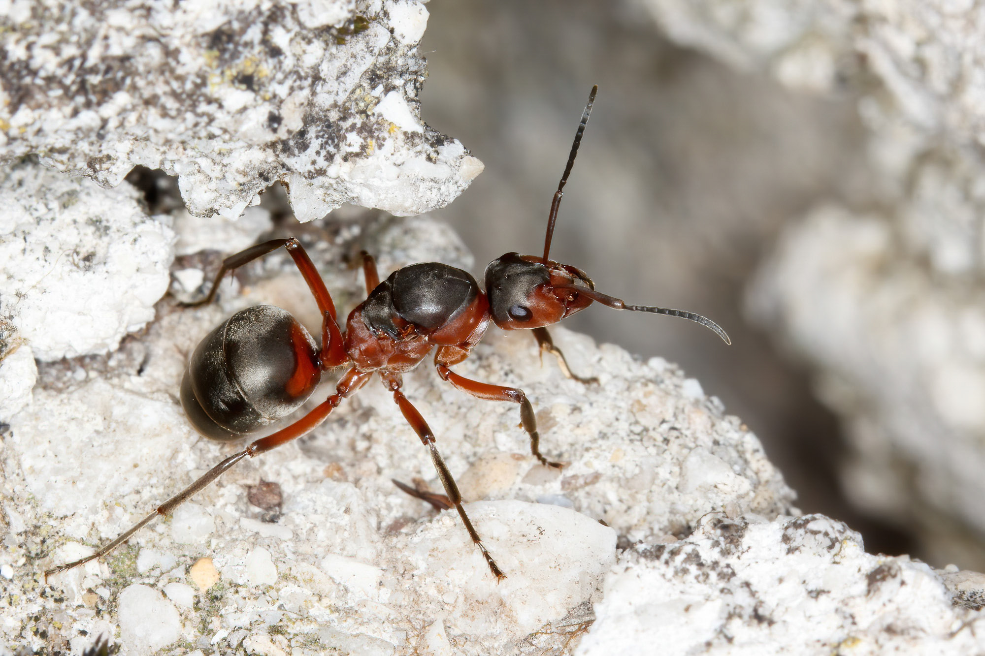 Formica rufa